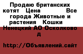 Продаю британских котят › Цена ­ 30 000 - Все города Животные и растения » Кошки   . Ненецкий АО,Осколково д.